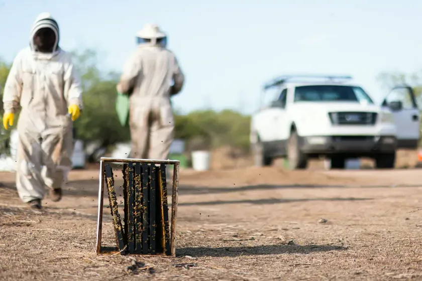 Tratamiento de abejas y enjambres en Barberà del Vallès — PlagaZero